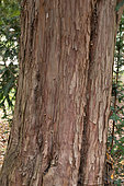 Yew (Taxus baccata) trunk