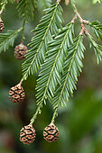 Cônes de Séquoia (Sequoia sempervirens)