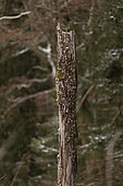 Tawny owl (Strix aluco) on a trunk, Vaud countryside, Canton of Vaud, Switzerland