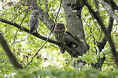 Tawny owl (Strix aluco) adult and young on a branch, Vaud countryside, Canton of Vaud, Switzerland