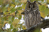Long-eared owl (Asio otus) on a branch, Canton Neuchâtel, Switzerland.