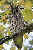 Long-eared owl (Asio otus) on a branch, Canton Neuchâtel, Switzerland.