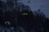 Gypaète barbu (Gypaetus barbatus) en vol en hiver, Alpes valaisannes, Suisse.