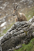 Alpine ibex (Capra ibex) female, with winter coat, Valais Alps, Switzerland.