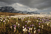 Alpine pasture dotted with Crocus flowers in spring, Vaud Alps, canton of Vaud, Switzerland