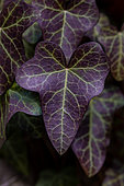 Purple-leaved ivy (Hedera helix 'Atropurpurea') in winter, France