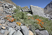 Soldadito grande de la cordillera (Tropaeolum polyphyllum), Tropaeolaceae endemic to the mountainous regions of Chile and Argentina, Parque Andino Juncal, Valle de Juncal, Andes, Region of Valparaíso, Chile