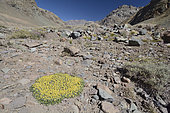 Llaretilla (Laretia acaulis), Apiaceae native to the high Andes of Chile and Argentina, vulnerable and endangered medicinal plant, Parque Andino Juncal, Valle de Juncal, Valparaiso Region, Chile