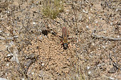Avispa gallo (Sphex latreillei), Hymenoptera Sphecidae, male waiting for a female to come out of her burrow to mate, Reserva Nacional Los Ruiles, Maule Region, Chile