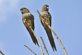 Burrowing Parrot (Cyanoliseus patagonus bloxami), Chilean subspecies at risk, Psittacidae, Reserva nacional Río los Cipreses, Region O'Higgins, Chile