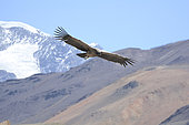 Andean Condor (Vultur gryphus), Cathartidae, immature male in flight, Valle Nevado, Andes Mountains, Santiago Metropolitan Region, Chile