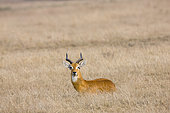 The Ugandan Kob (Kobus kob thomasi) in Queen Elizabeth National Parl is the heraldic animal of Uganda. Africa, East Africa, Uganda