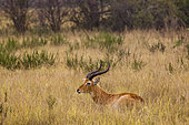 The Ugandan Kob (Kobus kob thomasi) in the Queen Elizabeth National Parl is the heraldic animal of Uganda. Africa, East Africa, Uganda