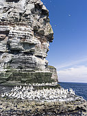 Northern Gannet (Morus bassanus), cliffs of the Noss national Nature Reserve. Europe, Great Britain, Scotland, Northern Isles, Shetland, May