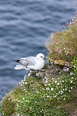 Northern Fulmar (Fulmarus glacialis), Noup Head on Westray, Orkney. Europe, Great Britain, Scotland, Northern Isles, Orkney, June