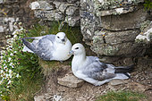 Northern Fulmar (Fulmarus glacialis), Noup Head on Westray, Orkney. Europe, Great Britain, Scotland, Northern Isles, Orkney, June