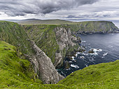 Hermaness National Nature Reserve on the island Unst. Hermaness Reserve with colony of Northern Gannet (Morus bassanus). Europe, northern europe, great britain, scotland, Shetland Islands, June