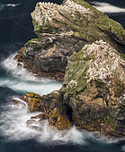 Hermaness National Nature Reserve on the island Unst. Hermaness Reserve with colony of Northern Gannet (Morus bassanus). Flightpaths of Gannets visible, long exposure. Europe, northern europe, great britain, scotland, Shetland Islands, June