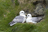 Fulmar boréal (Fulmarus glacialis) au nid, Îles Shetland, Écosse