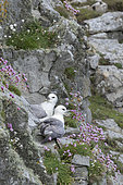 Fulmar boréal (Fulmarus glacialis) au nid, Îles Shetland, Écosse