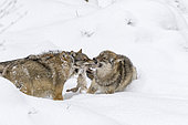 Gray Wolf (Canis lupus) during winter in National Park Bavarian Forest (Bayerischer Wald). Europe, Central Europe, Germany, Bavaria, January