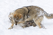 Gray Wolf (Canis lupus) during winter in National Park Bavarian Forest (Bayerischer Wald). Europe, Central Europe, Germany, Bavaria, January