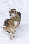 Gray Wolf (Canis lupus) during winter in National Park Bavarian Forest (Bayerischer Wald). Europe, Central Europe, Germany, Bavaria, January
