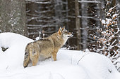 Gray Wolf (Canis lupus) during winter in National Park Bavarian Forest (Bayerischer Wald). Europe, Central Europe, Germany, Bavaria, January