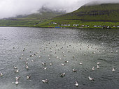 Northern Fulmar, also called Arctic Fulmar (Fulmarus glacialis) in a fjord at the island of Eysturoy. Europe, northern europe, scandinavia, Faroe Islands