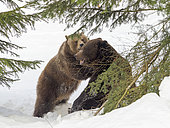 Eurasian brown bear (Ursus arctos arctos) playing in deep snow, During winter inNational Park Bavarian Forest (Bayerischer Wald)(enclosure). Europe, Central Europe, Germany, Bavaria, February