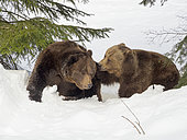 Eurasian brown bear (Ursus arctos arctos) playing in deep snow, During winter inNational Park Bavarian Forest (Bayerischer Wald)(enclosure). Europe, Central Europe, Germany, Bavaria, February