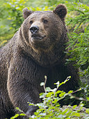 Eurasian brown bear (Ursus arctos arctos), National Park Bavarian Forest, enclosure, Germany