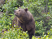 Eurasian brown bear (Ursus arctos arctos) National Park Bavarian Forest, enclosure, Germany