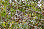 The Koala (Phascolarctos cinereus) is an iconic symbol for the wildlife of Australia. Australia, Victoria