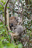 The Koala (Phascolarctos cinereus) is an iconic symbol for the wildlife of Australia. Australia, South Australia