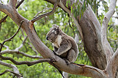 The Koala (Phascolarctos cinereus) is an iconic symbol for the wildlife of Australia. Australia, Victoria