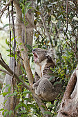 The Koala (Phascolarctos cinereus) is an iconic symbol for the wildlife of Australia. Australia,South Australia