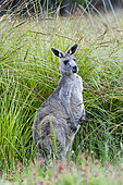 Eastern grey kangaroo (Macropus giganteus) Australia, Victoria