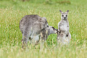 Eastern grey kangaroo (Macropus giganteus), mother with joey (small, young not weaned kid kangaroo). Australia, Victoria