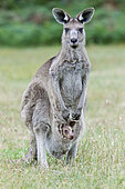 Eastern grey kangaroo (Macropus giganteus), mother with joey (small, young not weaned kid kangaroo). Australia, Victoria