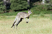 Eastern grey kangaroo (Macropus giganteus), it is the second largest living marsupial and one of the icons of Australia. Australia, Victoria