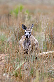 Red kangaroo (Macropus rufus) in Flinders Ranges National Park in Australia. The Red kangaroo is the largest surviving marsupial and one of the icons of Australia. Australia, South Australia