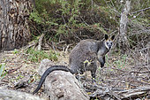 Swamp Wallaby (Wallabia bicolor) in dense forest of the Grampians Mountains NP. Swamp wallaby has a typicial two colored coat on their back and breast. Australia, victoria