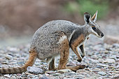 Yellow-footed rock-wallaby, Petrogale xanthopus, in the Flinders Ranges National Park in the outback of South Australia. Australien, South Australia