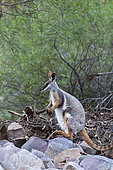Yellow-footed rock-wallaby, Petrogale xanthopus, in the Flinders Ranges National Park in the outback of South Australia. Australien, South Australia