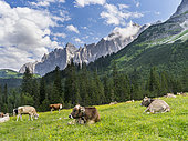 Cattle on high pasture in Karwendel Mountain Range on the Kleiner Ahornboden. Transhumance is still the backbone of alpine cattle farming. Europe, Central Europe, Austria, Tyrol, July