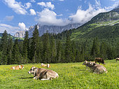 Cattle on high pasture in Karwendel Mountain Range on the Kleiner Ahornboden. Transhumance is still the backbone of alpine cattle farming. Europe, Central Europe, Austria, Tyrol, July