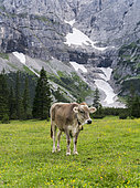Cattle on high pasture in Karwendel Mountain Range on the Kleiner Ahornboden. Transhumance is still the backbone of alpine cattle farming. Europe, Central Europe, Austria, Tyrol, July
