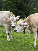 Cattle on high pasture in Karwendel Mountain Range on the Kleiner Ahornboden. Transhumance is still the backbone of alpine cattle farming. Europe, Central Europe, Austria, Tyrol, July