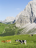 Cattle on high pasture in Karwendel Mountain Range in front of the vertical north face of the Laliderer Waende looking towards Eng valley and Mt. Lamsenspitze.. Transhumance is still the backbone of alpine cattle farming. Europe, Central Europe, Austria, Tyrol, July